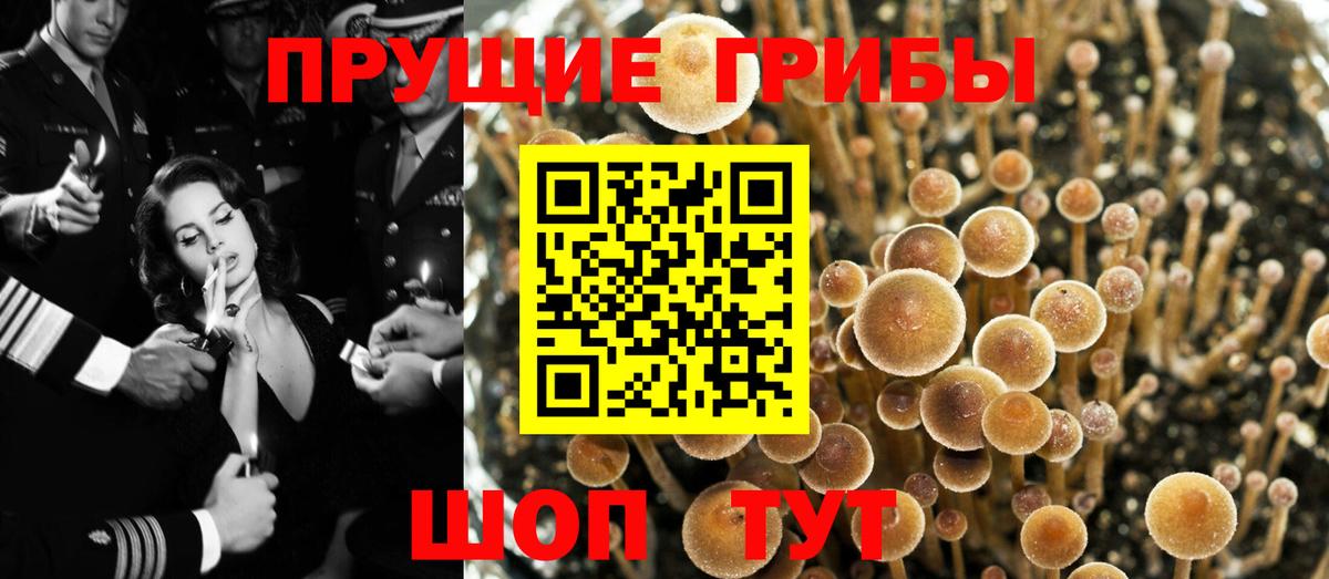 Галлюциногенные грибы Cubensis  Псилоцибиновые грибы мицелий  Лениногорск  Вход с VPN 